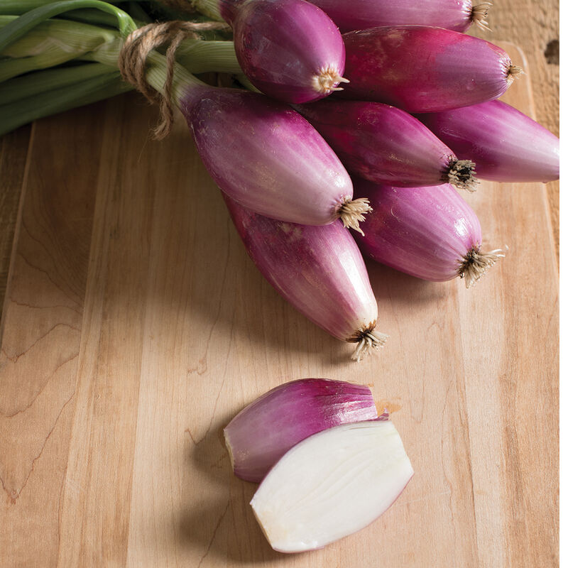 Red Long of Tropea – Organic Onion Seed